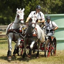 Svetovno prvenstvo v vožnji dvovpreg 